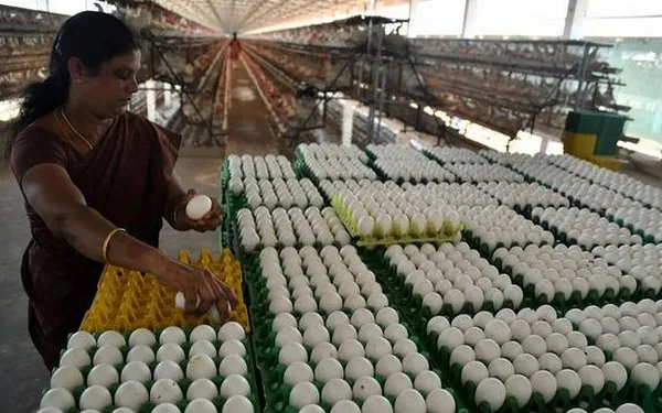 Egg prices fall in Namakkal!! The price in two days is different!!