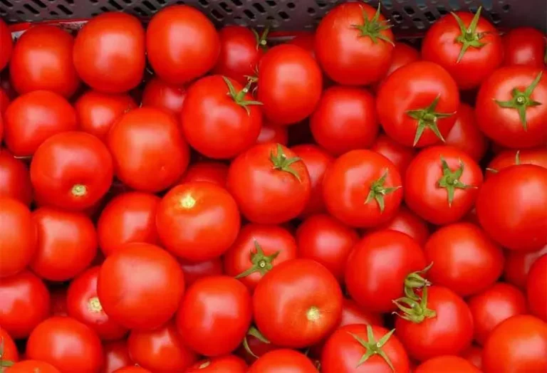 Happy news for general public!! Decreasing price of tomatoes!!