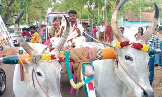விவசாயத்தை ஊக்குவிக்க மாட்டு வண்டியில் வந்த மணமக்கள்… இணையத்தில் வைரலாகும் மணமக்கள்…