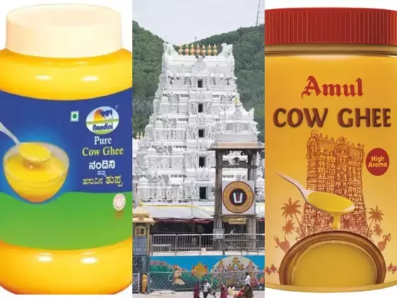 திருப்பதி லட்டுக்கு வந்த சோதனை!! கிடைத்த வாய்பை பயன்படுத்தி கொண்ட அமுல் நிறுவனம்!!