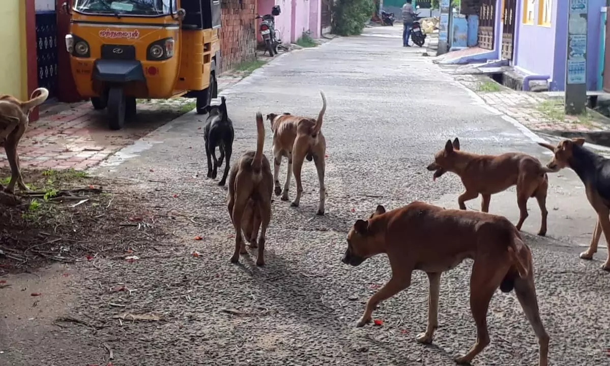 People are afraid of the increasing stray dogs! Will they take action?? Officers!!