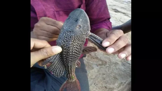 அதிகரிக்கும் பிசாசு மீன்கள் தொல்லை!!! ஆந்திரா, தெலுங்கானா மீனவர்கள் வேதனை!!!