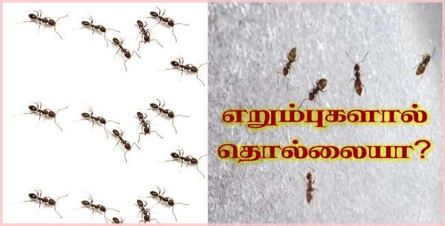 வீட்டில் எங்கு பார்த்தாலும் கடி எறும்பு தொல்லையா இருக்கா? அப்போ இத்தனை நாளா இதை ஏன் ட்ரை பண்ணாம விட்டீங்க?