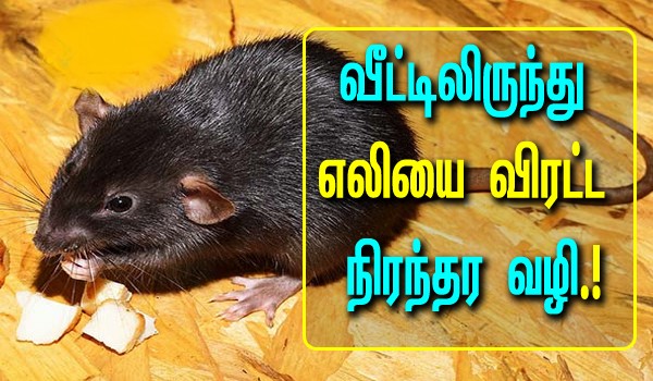 வீட்டில் டேரா போட்டு நம்மை படுத்தி வந்த எலிகளை விரட்ட இப்படி ஒரு முறை ட்ரை பண்ணி பாருங்க!!