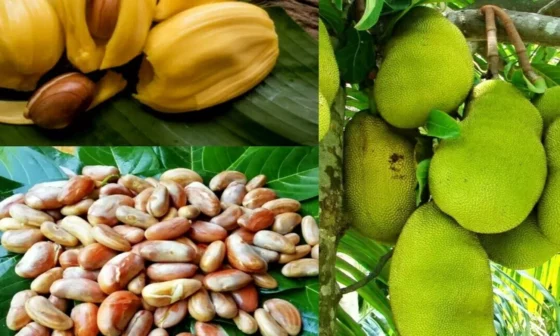 இளமையாக இருக்க உதவும் பலாப்பழாம்! இதன் மற்ற நன்மைகள் என்னென்ன !!