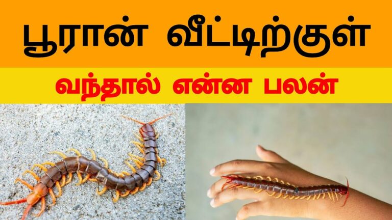 Do you know why Centipedes should not be killed when he comes home? Is it good Centipedesif comes??