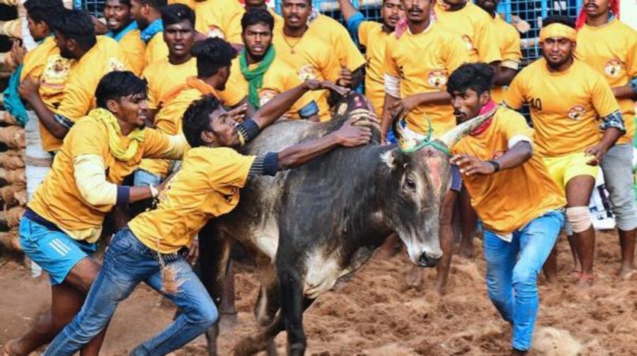 தமிழர்களின் ஆட்டமாக இருந்து அரசியல் ஆட்டமாக மாறும் ஜல்லிக்கட்டு!