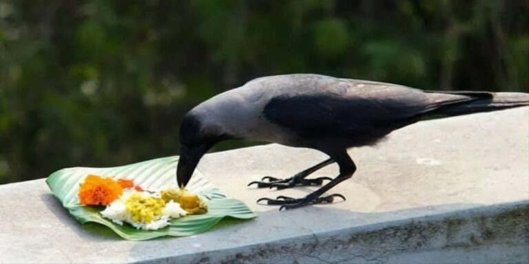 காகத்திற்கு உணவு வைக்கும் பழக்கம் கொண்டிருந்தால் இவை எல்லாம் நடக்குமா?