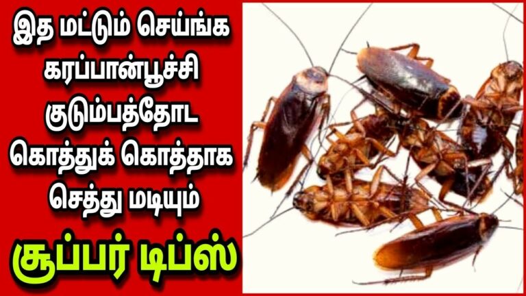 ஆட்டம் காட்டும் கரப்பான் பூச்சிகள் ஒழிந்து போக.. சூப்பர் டிப்ஸ்..!