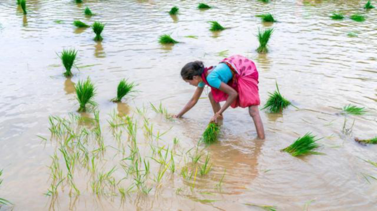 காய்கறி பயிர்கள் செழித்து வளர “மீன் அமினோ அமிலம்” பயன்படுத்துங்கள்!!