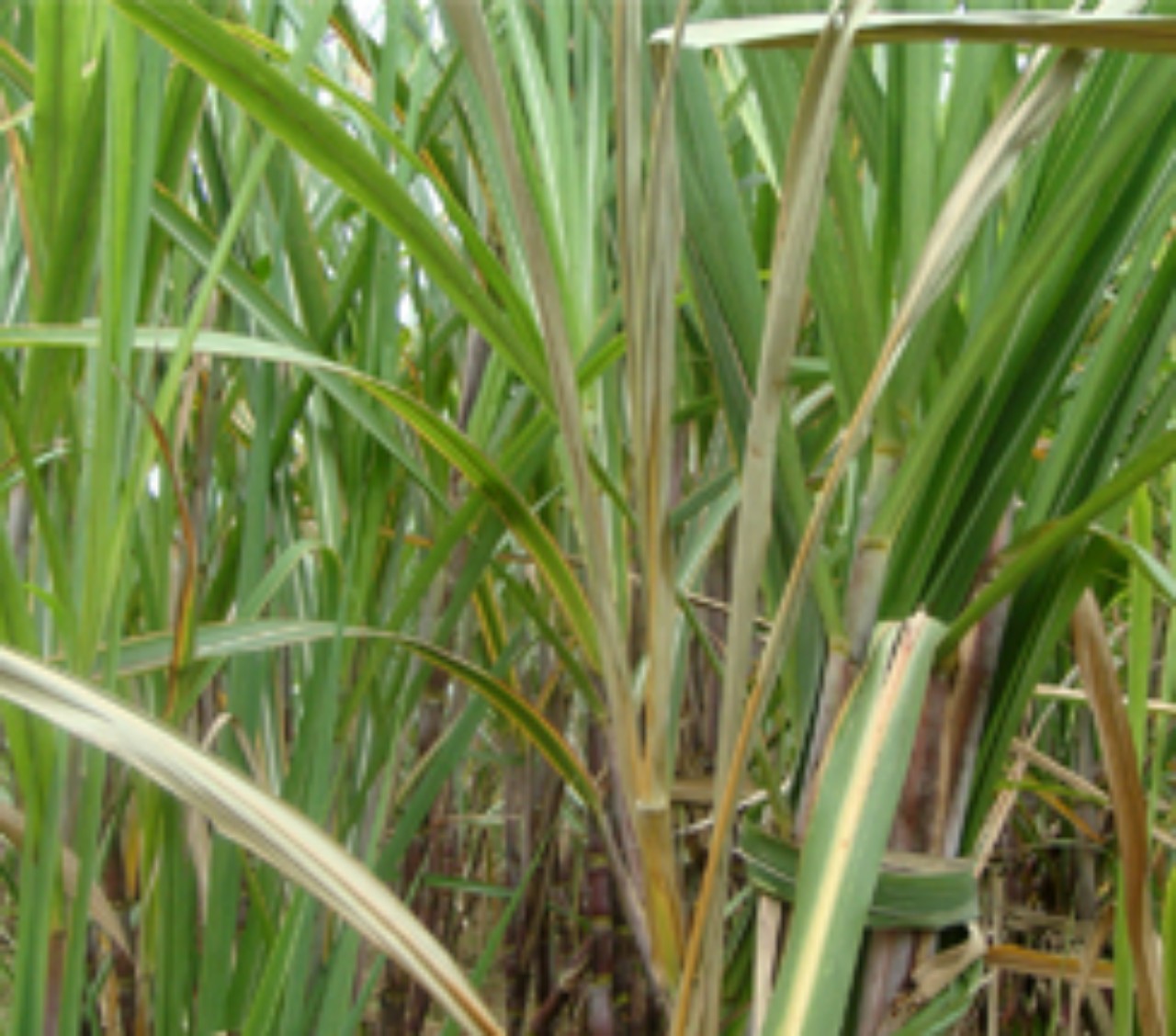 செடிகளில் உருவாகும் புழுக்களை அழிக்க உதவும் “அக்னி அஸ்திரம்”!! இதை எவ்வாறு தயாரித்து பயன்படுத்துவது!!