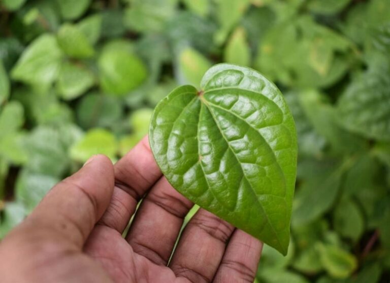 அட நம்புங்க வெற்றிலையில் கசாயம் செய்து குடித்தால் உடலில் உள்ள சகல நோய்களும் குணமாகும்!!