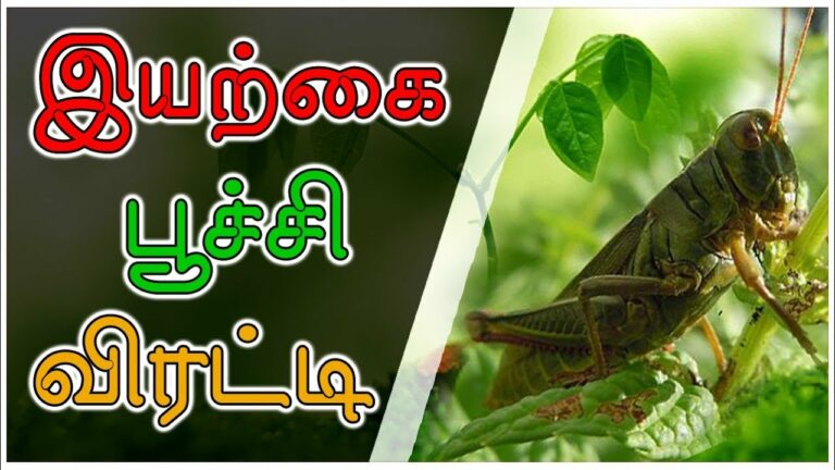 இந்த பூச்சி விரட்டி செடியில் உள்ள புழு பூச்சை நிமிடத்தில் தும்சம் செய்து விடும்!!