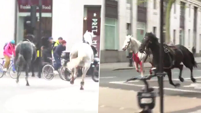 Two horses ran on the road with blood injuries! Viral video on the Internet!