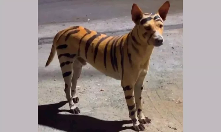 The youth dressed the dog as a tiger and took it for a walk