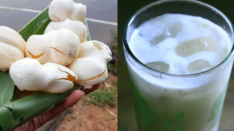 Nungu milk to cool your sun-dried body!! How to prepare it?