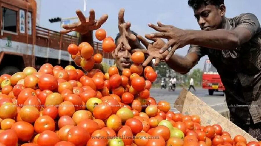 கொளுத்தும் கோடை வெயில்; தக்காளி விலை உயரும் அபாயம்!