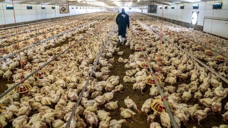 மக்களே எச்சரிக்கை: மாட்டு பாலில் பறவை காய்ச்சல் அறிகுறி!! தமிழகத்திற்கு தான் அடுத்த பாதிப்பு!!