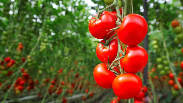 Growing tips for tomato in tamil