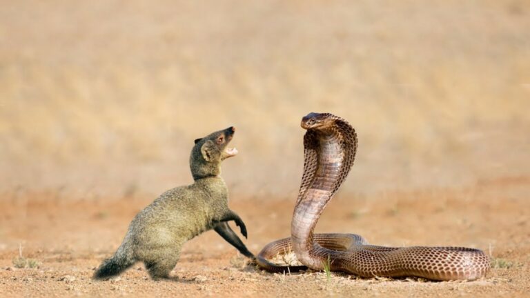 Mongoose vs Snake