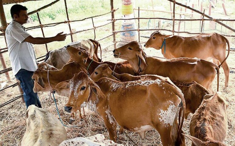 Just before: Action order for cow breeders!! Penalty for no license!!
