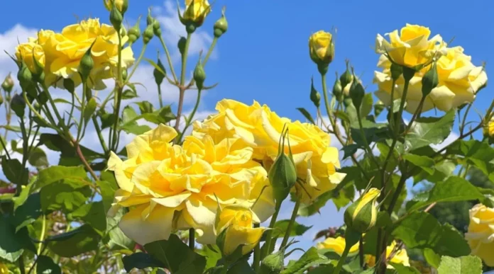 Rose Plant Growing Tips in Tamil