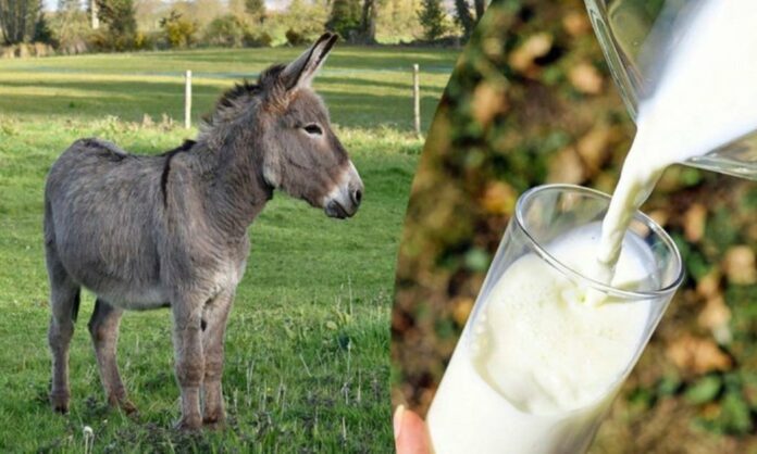 Leave cow's milk.. Donkey's milk boiled and boiled can cure even life-killing diseases like cancer!!