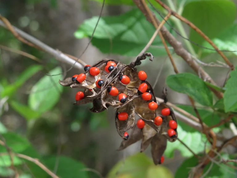 kundumani benefits in tamil