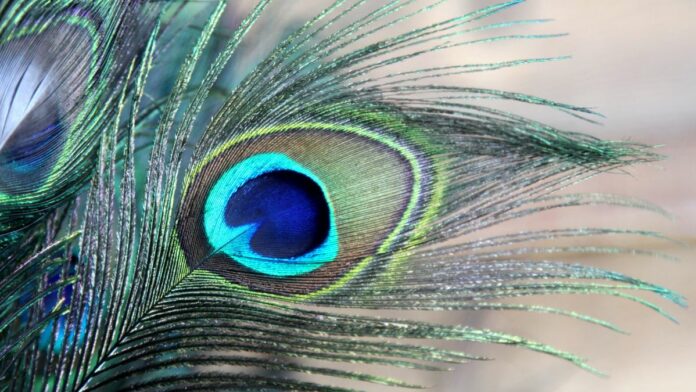peacock feather vastu in Tamil