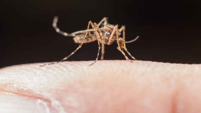 West Nile virus fever threatening Kerala!! How is it spread? What are its symptoms?
