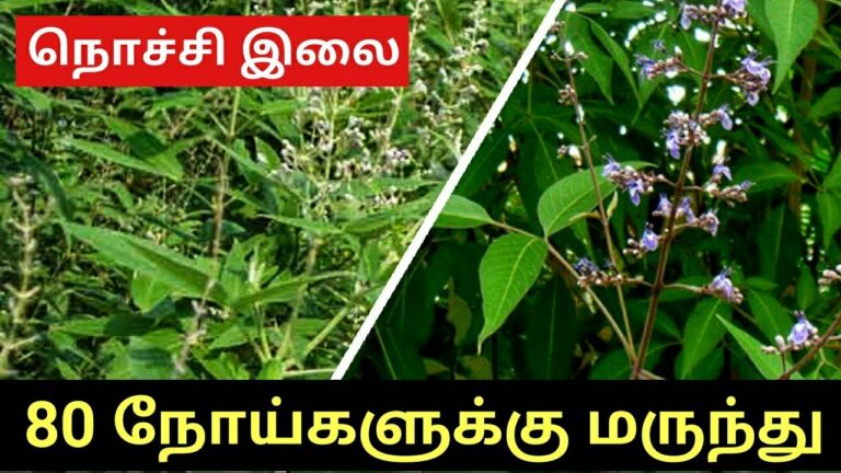 KARU NOCHI MOOLIGAI: Can my nochi herb cure so many diseases?