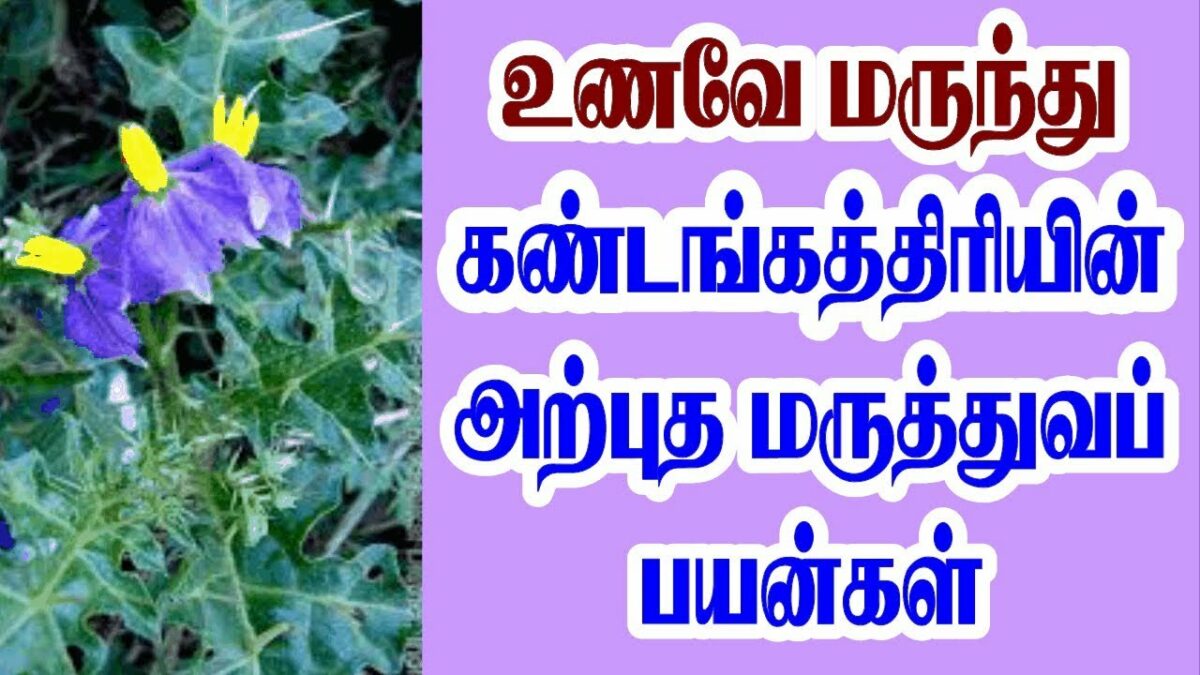 KANDANKATHIRI: Kandangathiri cures invisible diseases!! You will be shocked if you know its medicinal properties!!