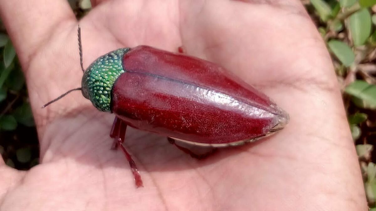 Ponvandu in Tamil