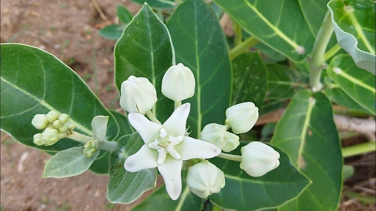 Vellerukku palangal