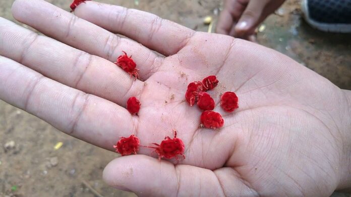 Red velvet mite tamil