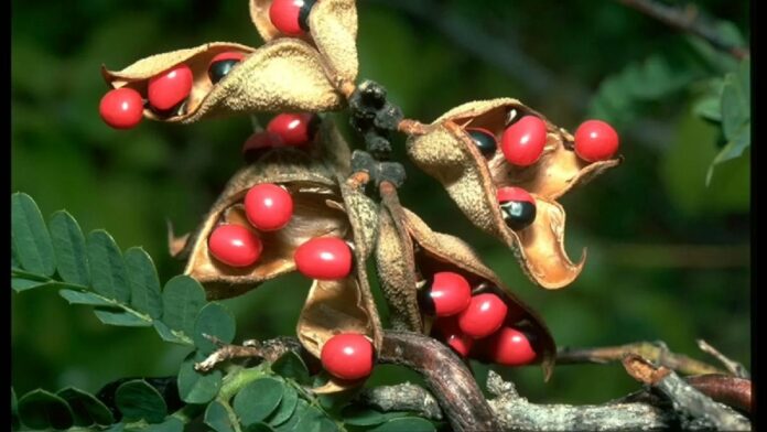 Kundrinmani: Do you know this? Grinding the leaves of Kunrinmani seeds... can the body get so many benefits if used like this?