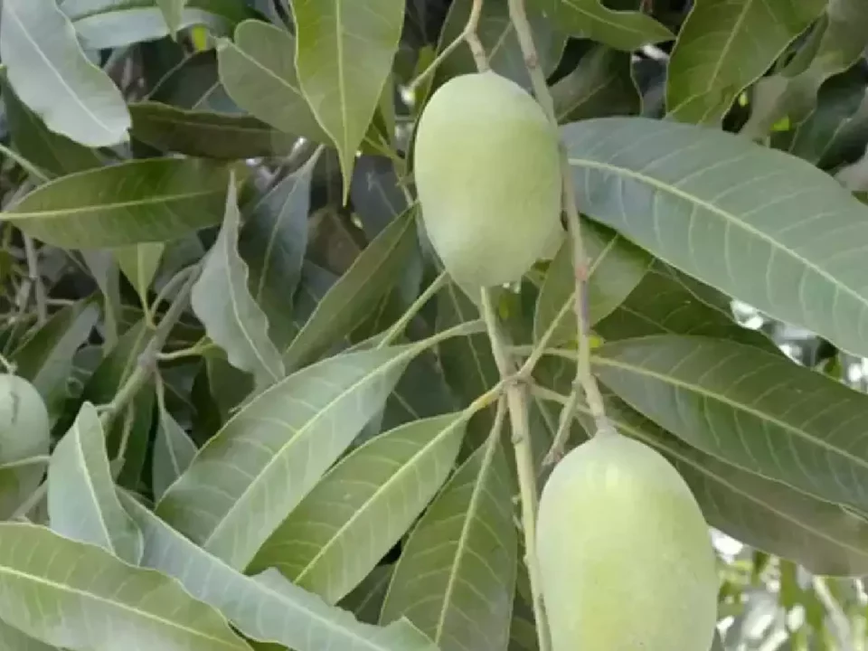 Don't take it for granted that it's a mango!! These are the medicines used by our forefathers!!