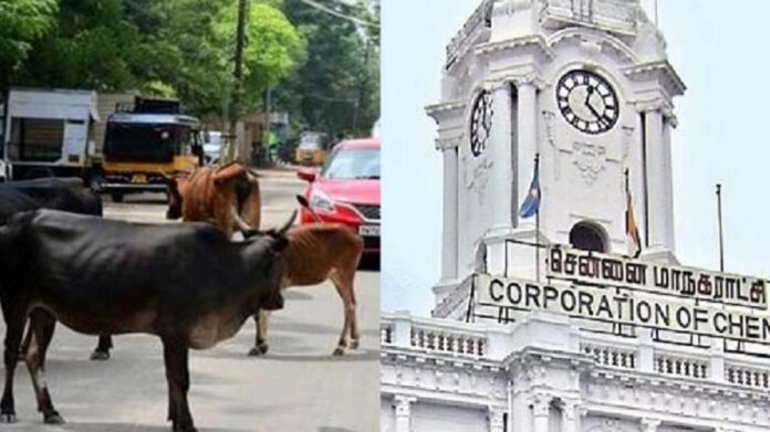 New rules for cow breeders.. fine up to 3 lakh!! Action shown by Chennai Corporation!!