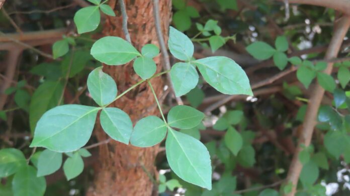  kiluvai tree benefits in tamil