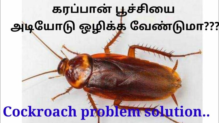Need a permanent solution to a cockroach infestation? Then try this home remedy!!