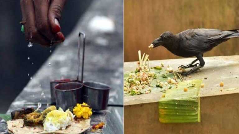 What happens if you feed a crow on Adi Amavasi? You won't miss it if you know!!