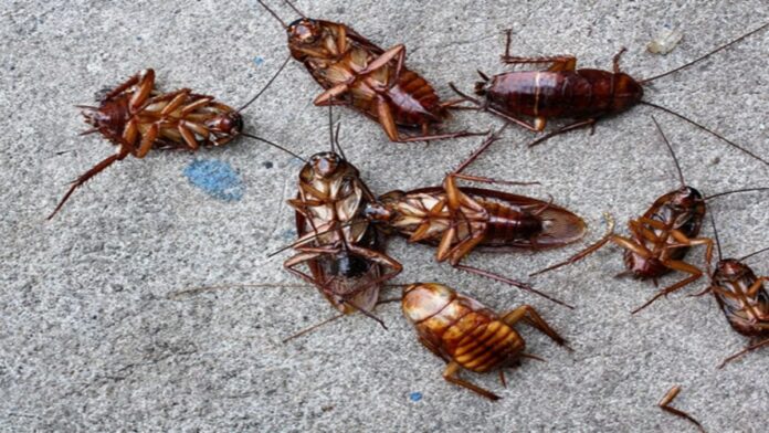 Cockroach infestation themselves? Here are some crazy tips that will banish it in minutes!!