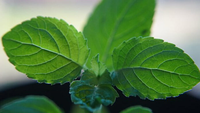 If you eat tulsi leaves like this, you don't need to poop anymore!!