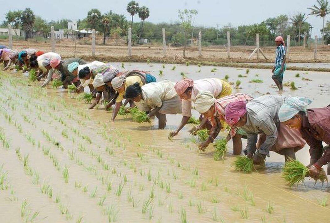 Incentives for Tamilnadu farmers!! Action report published by the government!!