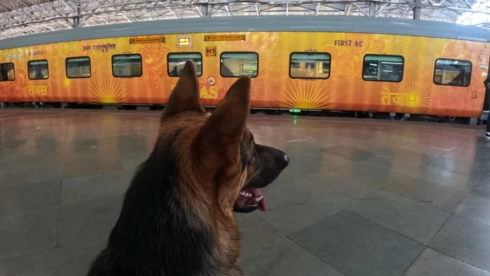 Dogs can no longer travel by train!! Welcome among the people!!