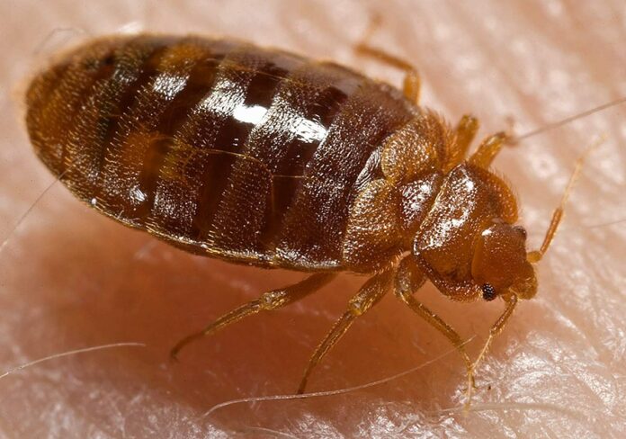 Are bed bugs infested with bed linens? If you do this, everything will be gone in one day!!