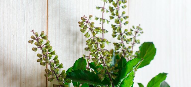 A leaf that cures all diseases in the body!! If you eat two a day, you don't need to consult a doctor!!