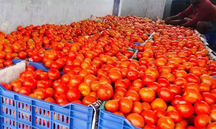 tomato price today in koyambedu market