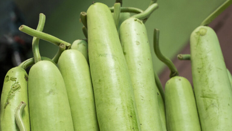 Must know!! Do you know which foods should not be eaten with zucchini?