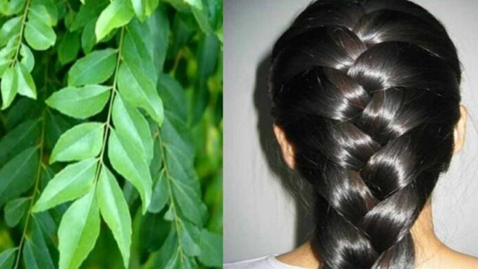 Use caraway like this! Hair grows thick like a fetus in a week!